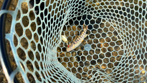 アマゴの釣果