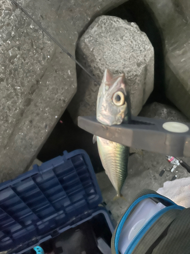 サバの釣果