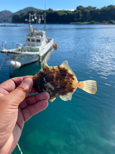 カワハギの釣果