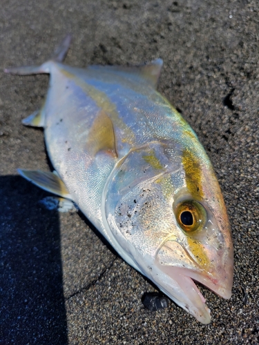 カンパチの釣果