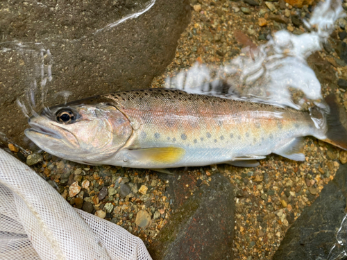 ヤマメの釣果