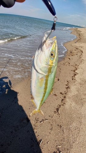 ワカシの釣果