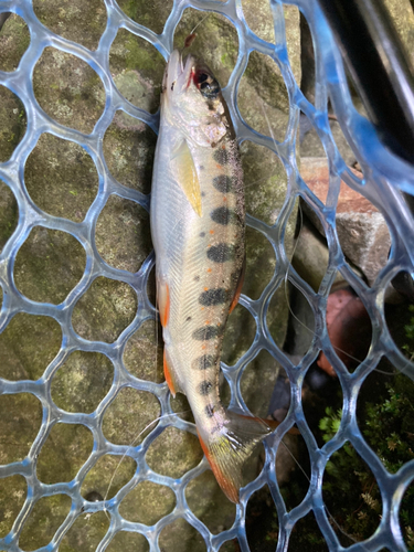 アマゴの釣果