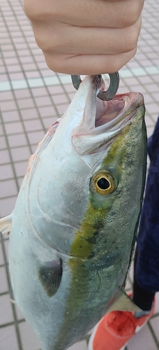 メジロの釣果