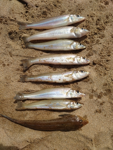 キスの釣果