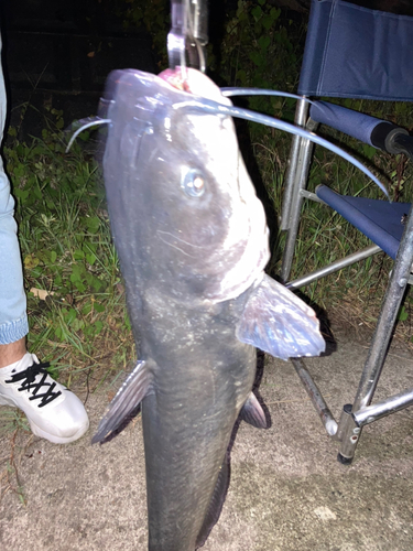 アメリカナマズの釣果