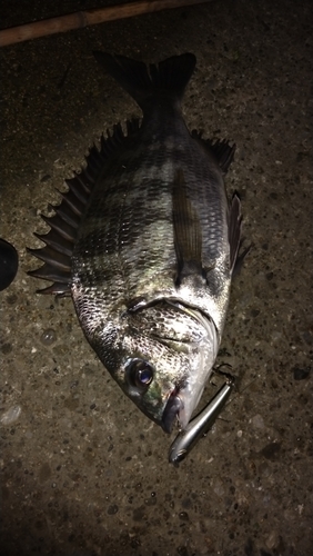 クロダイの釣果