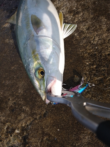 ツバスの釣果