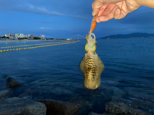 アオリイカの釣果