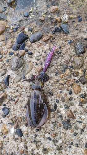 アオリイカの釣果