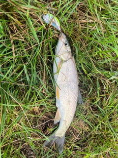 ウグイの釣果