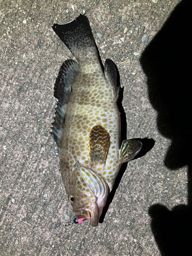 オオモンハタの釣果