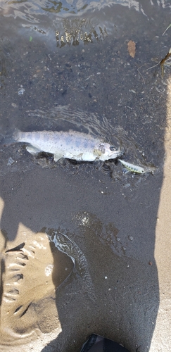 アマゴの釣果