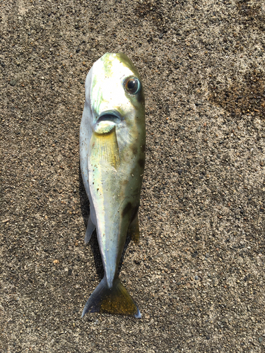 シロサバフグの釣果