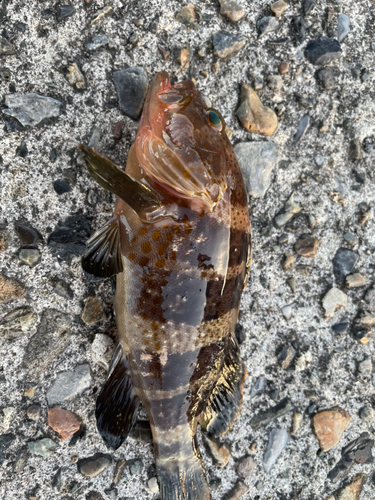 チャイロマルハタの釣果