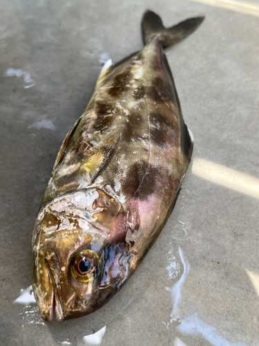 アイブリの釣果