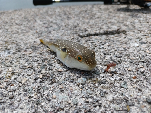 フグの釣果