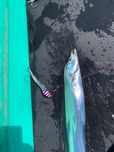 タチウオの釣果