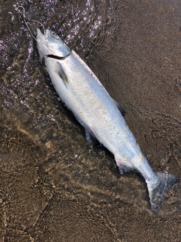 サケの釣果