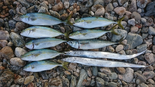 ツバイソの釣果