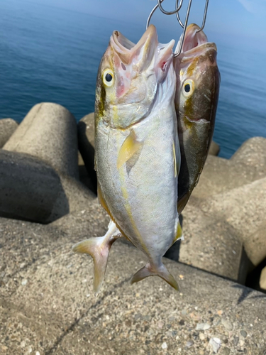 ショゴの釣果