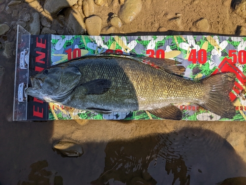 スモールマウスバスの釣果