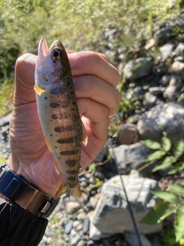 ヤマメの釣果