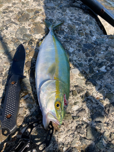 ツバスの釣果