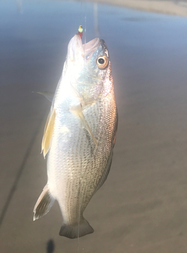 イシモチの釣果