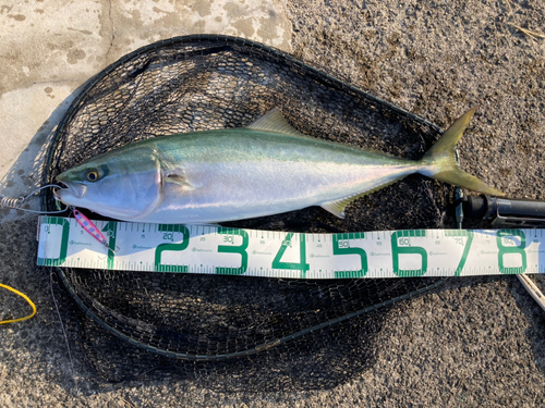 ブリの釣果