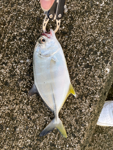 オニヒラアジの釣果