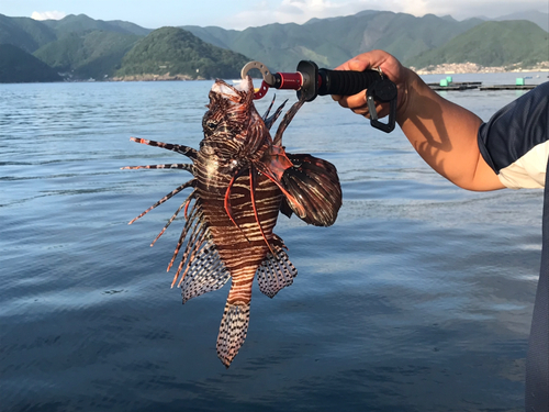 ミノカサゴの釣果