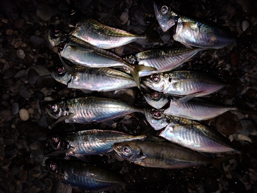 マアジの釣果