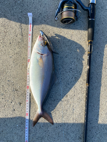 ショゴの釣果