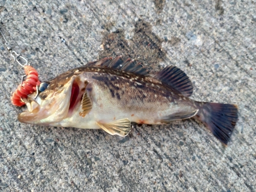 ソイの釣果