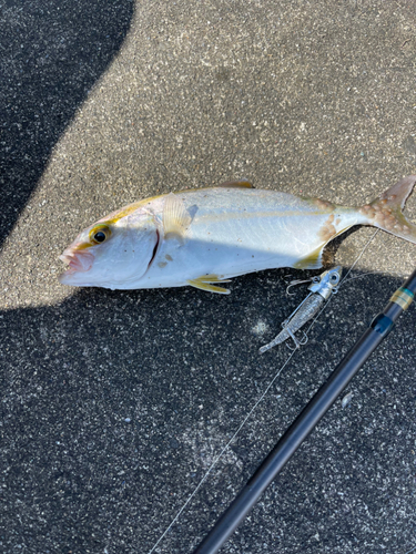 カンパチの釣果