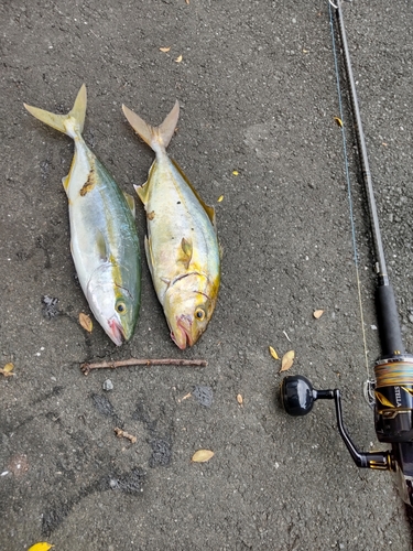 カンパチの釣果