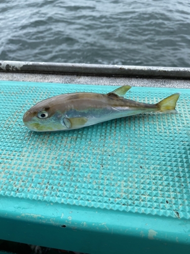 シロサバフグの釣果