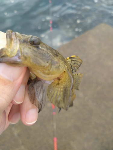 ハゼの釣果