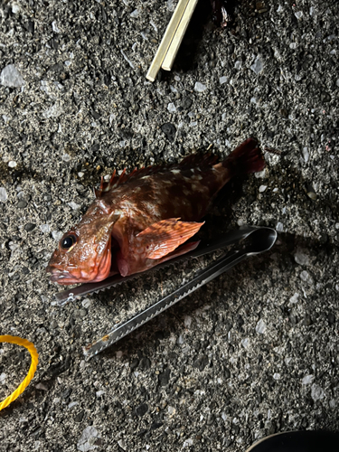 カサゴの釣果