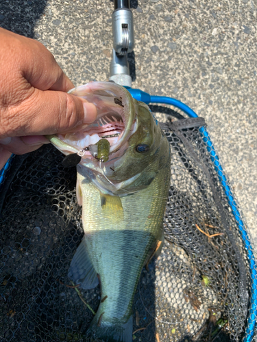 ラージマウスバスの釣果