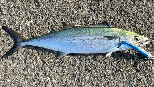 サゴシの釣果