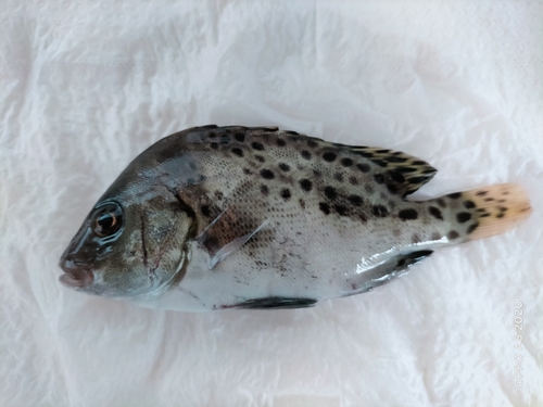 コショウダイの釣果