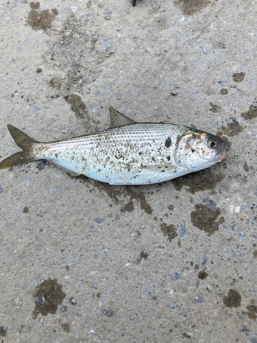 コノシロの釣果