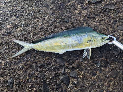 シイラの釣果