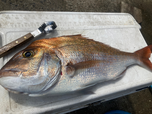 マダイの釣果