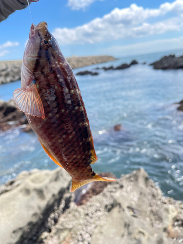 ホシササノハベラの釣果