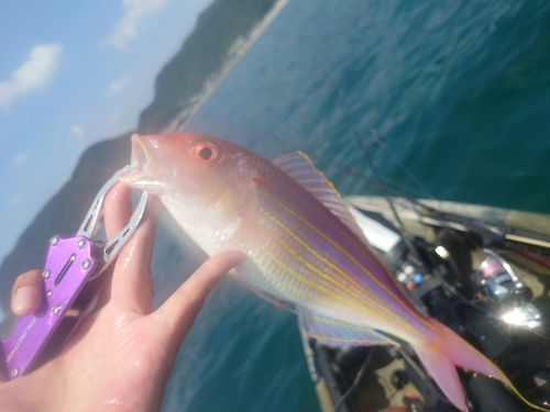 イトヨリダイの釣果