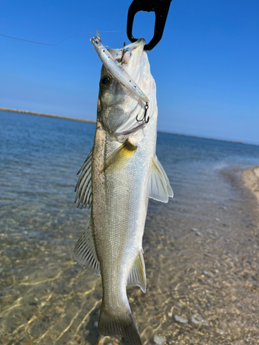 スズキの釣果