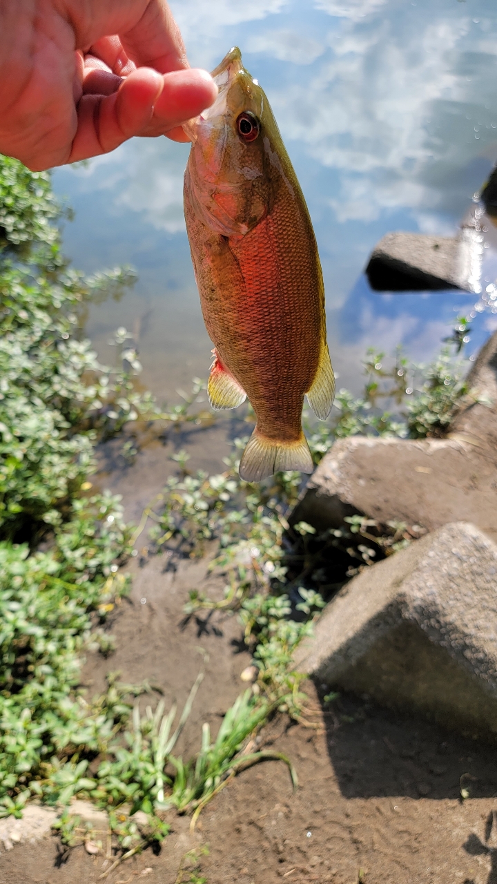 スモールマウスバス